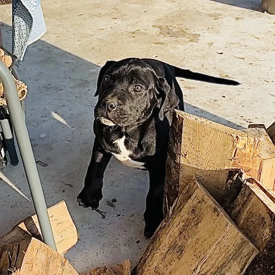Femele Cane Corso 