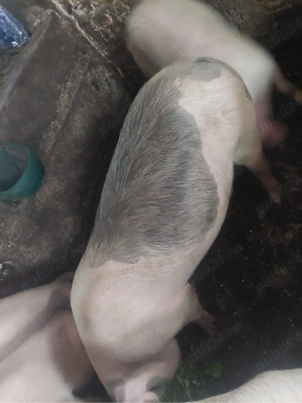 vand trei scriafe la prima fatare un vier si un porc 