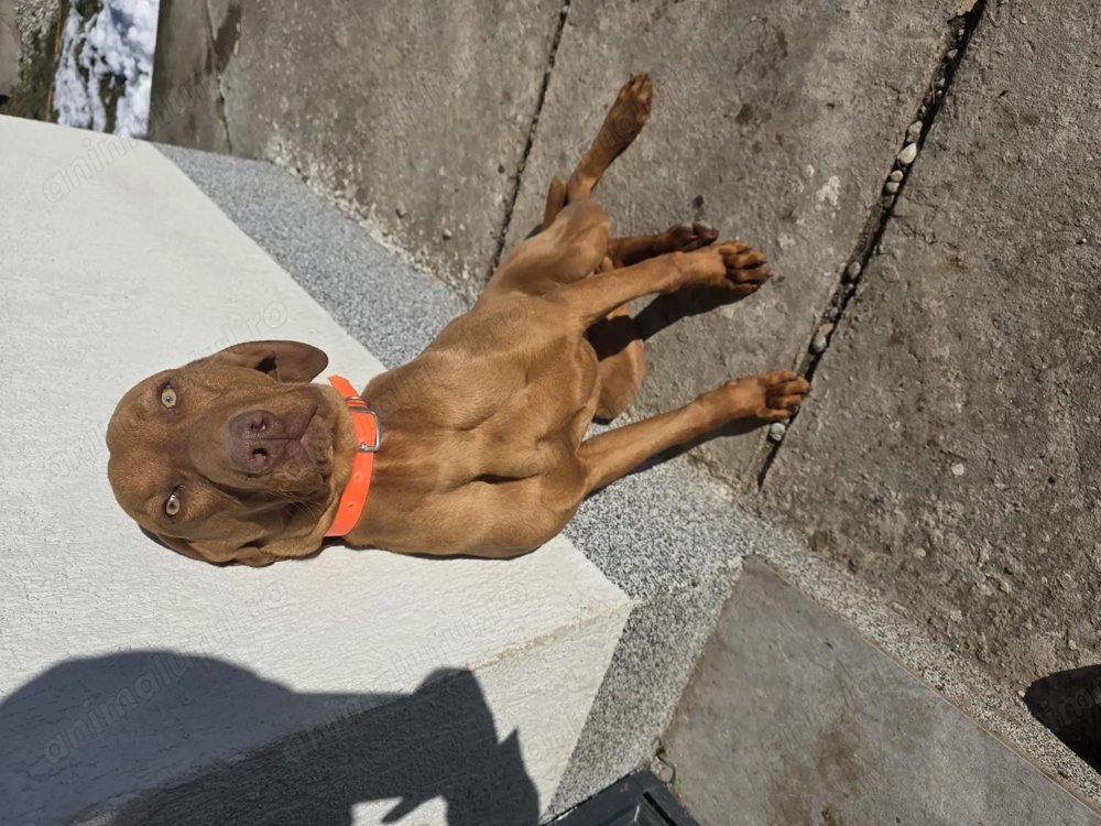 Vizsla maghiara mascul