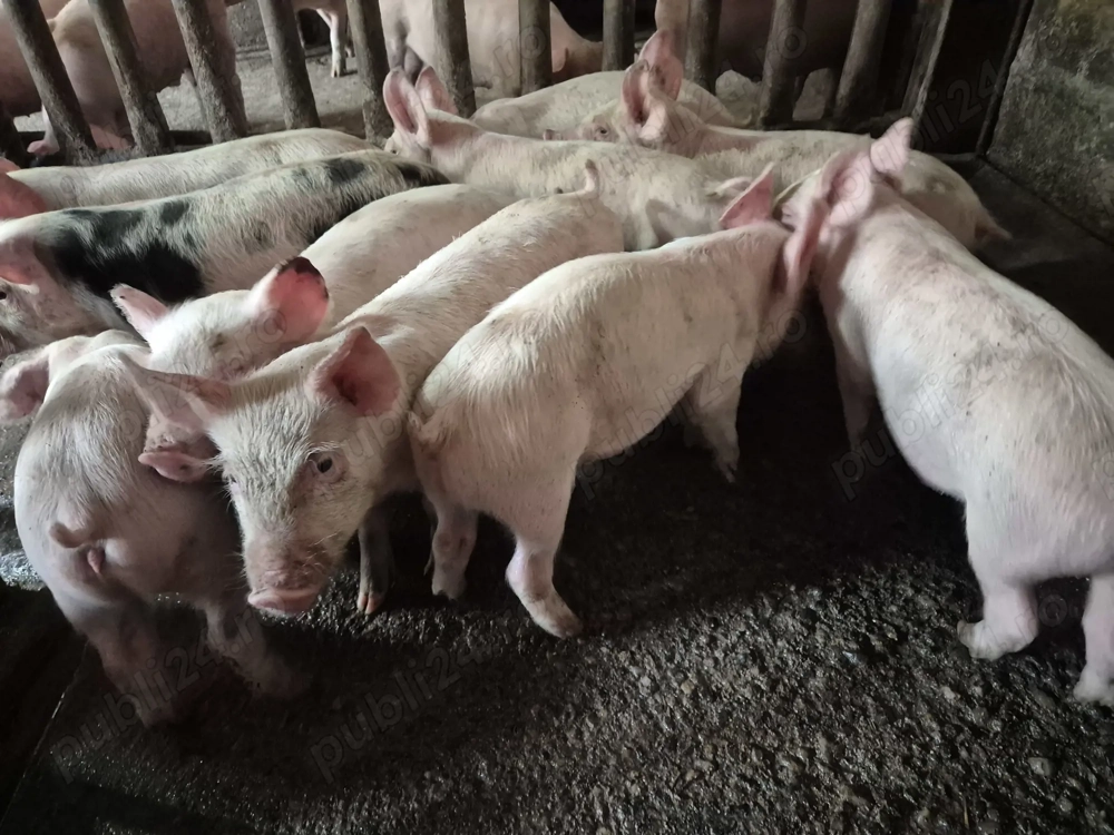 Purcei 8 săpt. Rasă de Carne Originală 