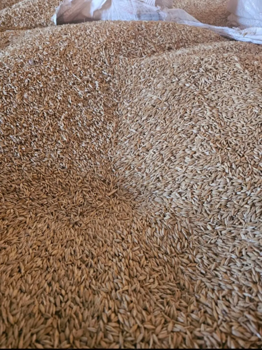 Orzoaica de primavara 