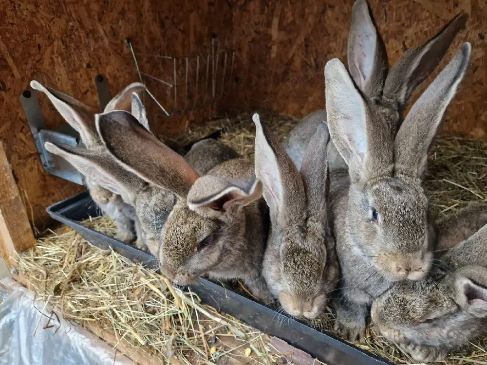 Iepuri urias german cauta casa noua