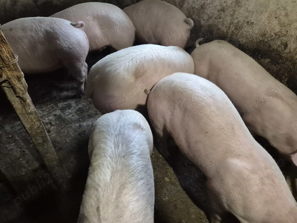 Porci de Carne 90-100kg