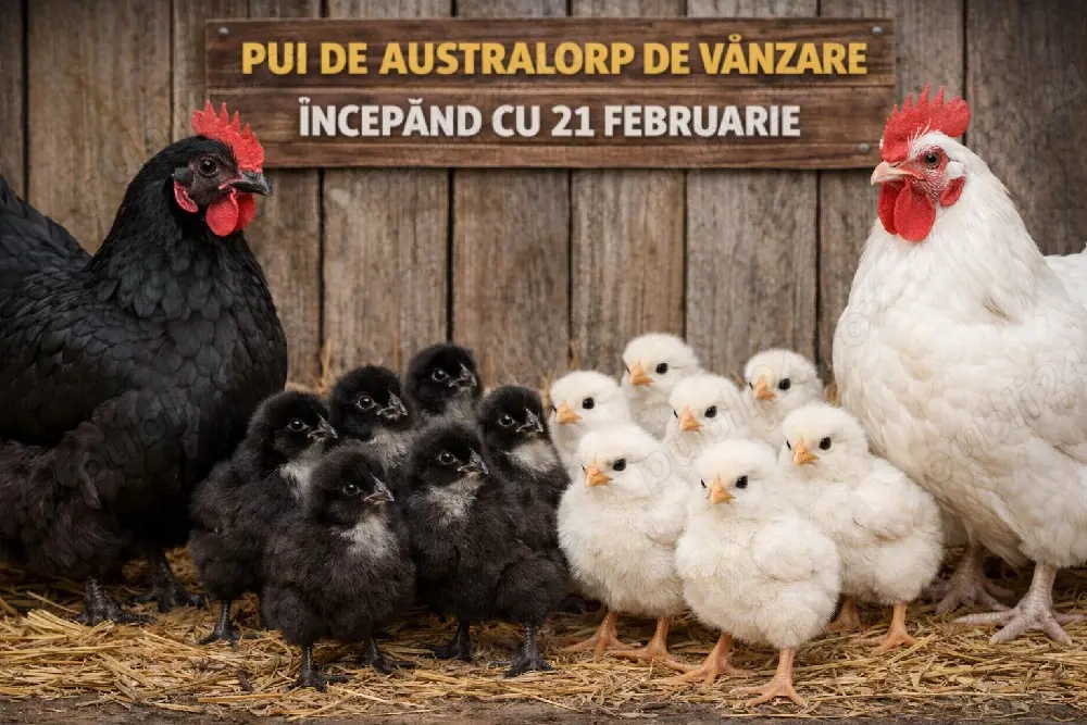 pui australorp