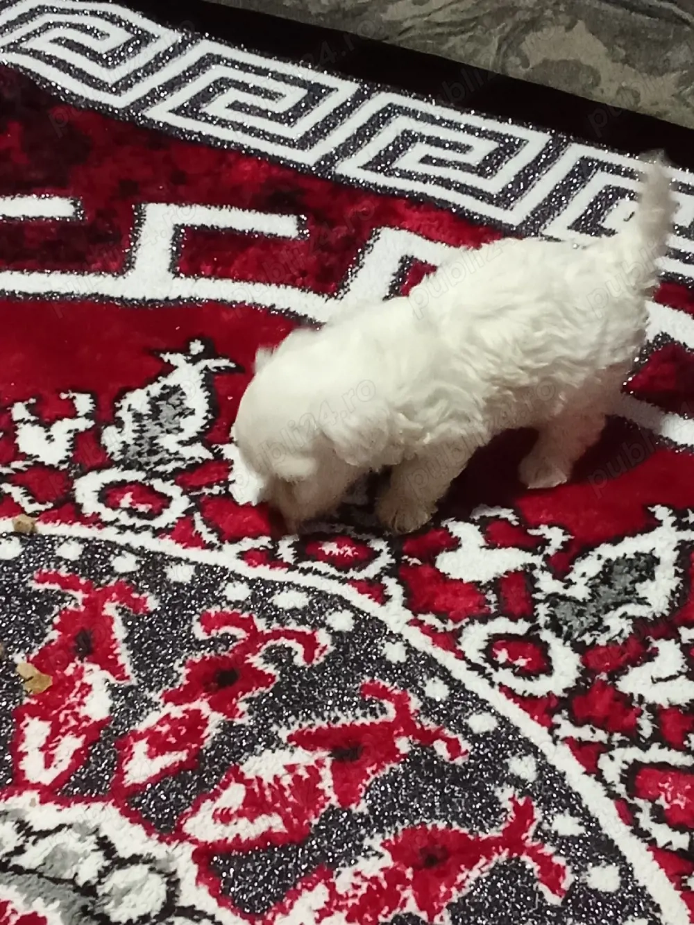 caței bișoni maltezi 