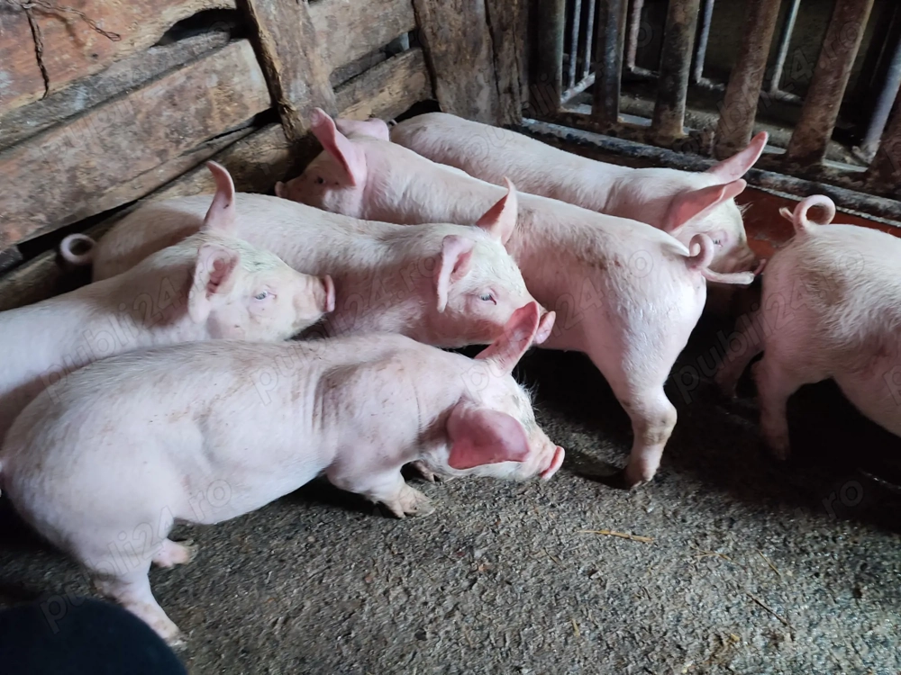 Purcei 9 săptămâni 