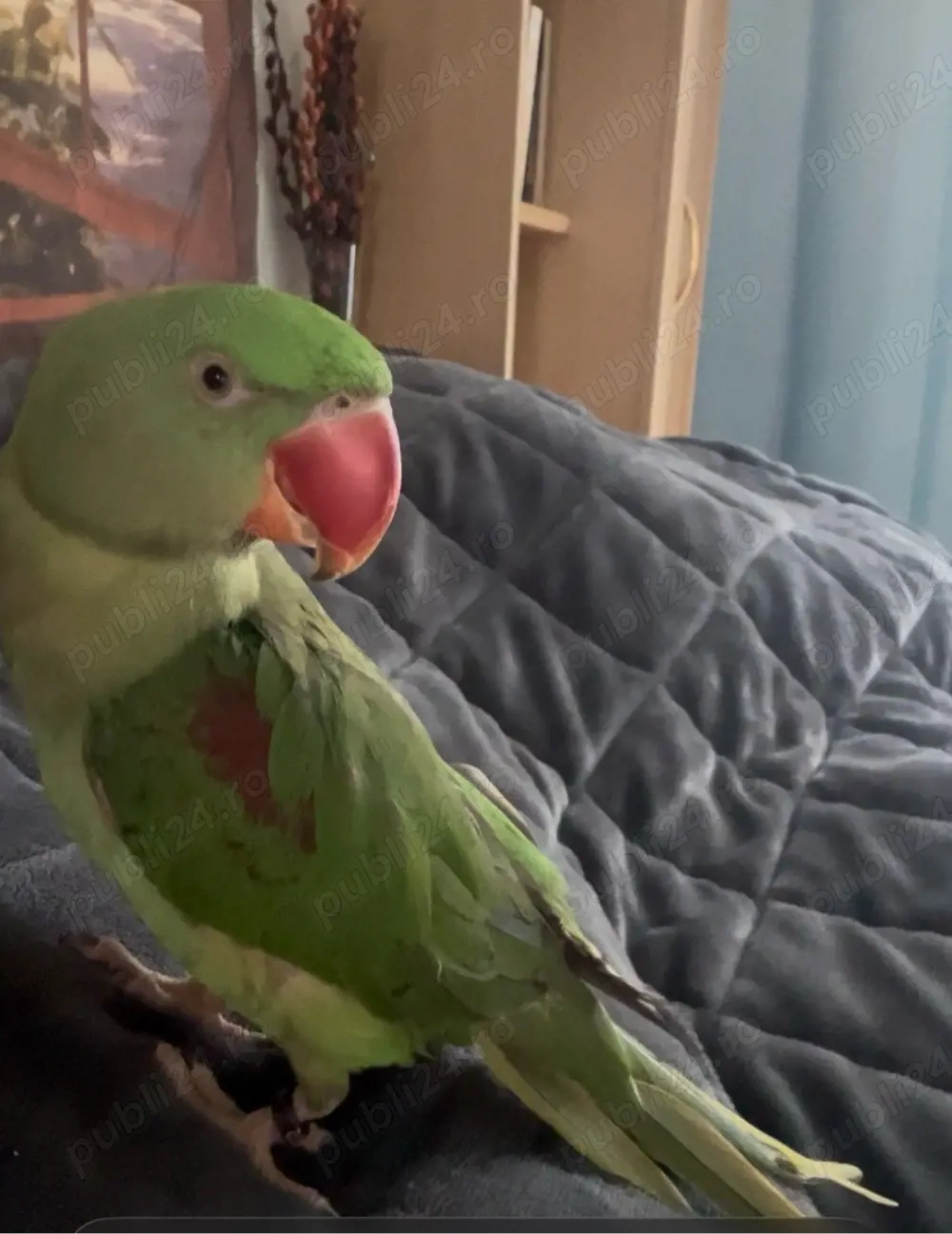 vanzare papagal