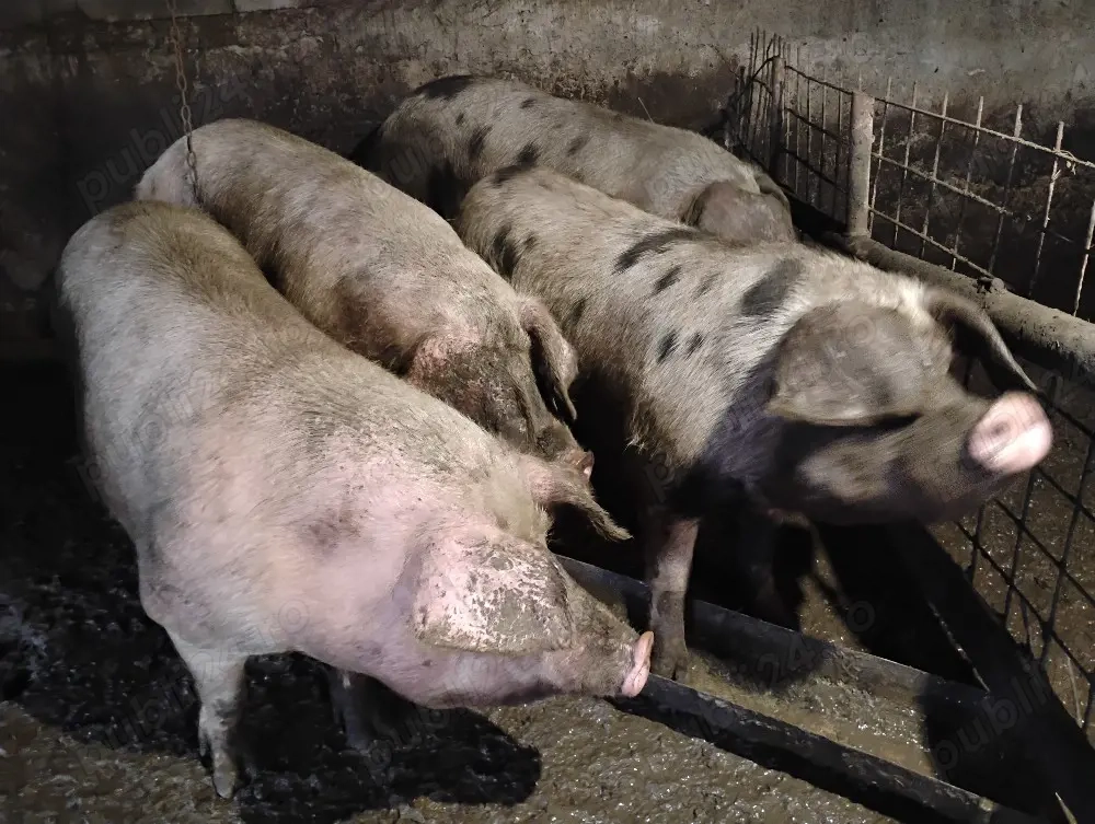 Porci pentru tăiat!