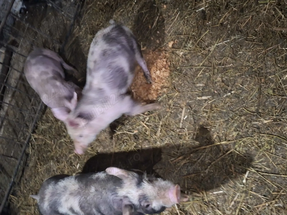 Purcei petrani de vanzare.