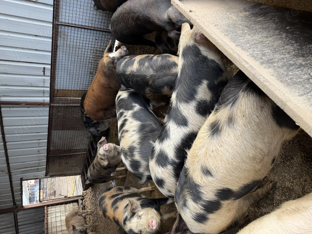 Porci de vanzare 80 130kg