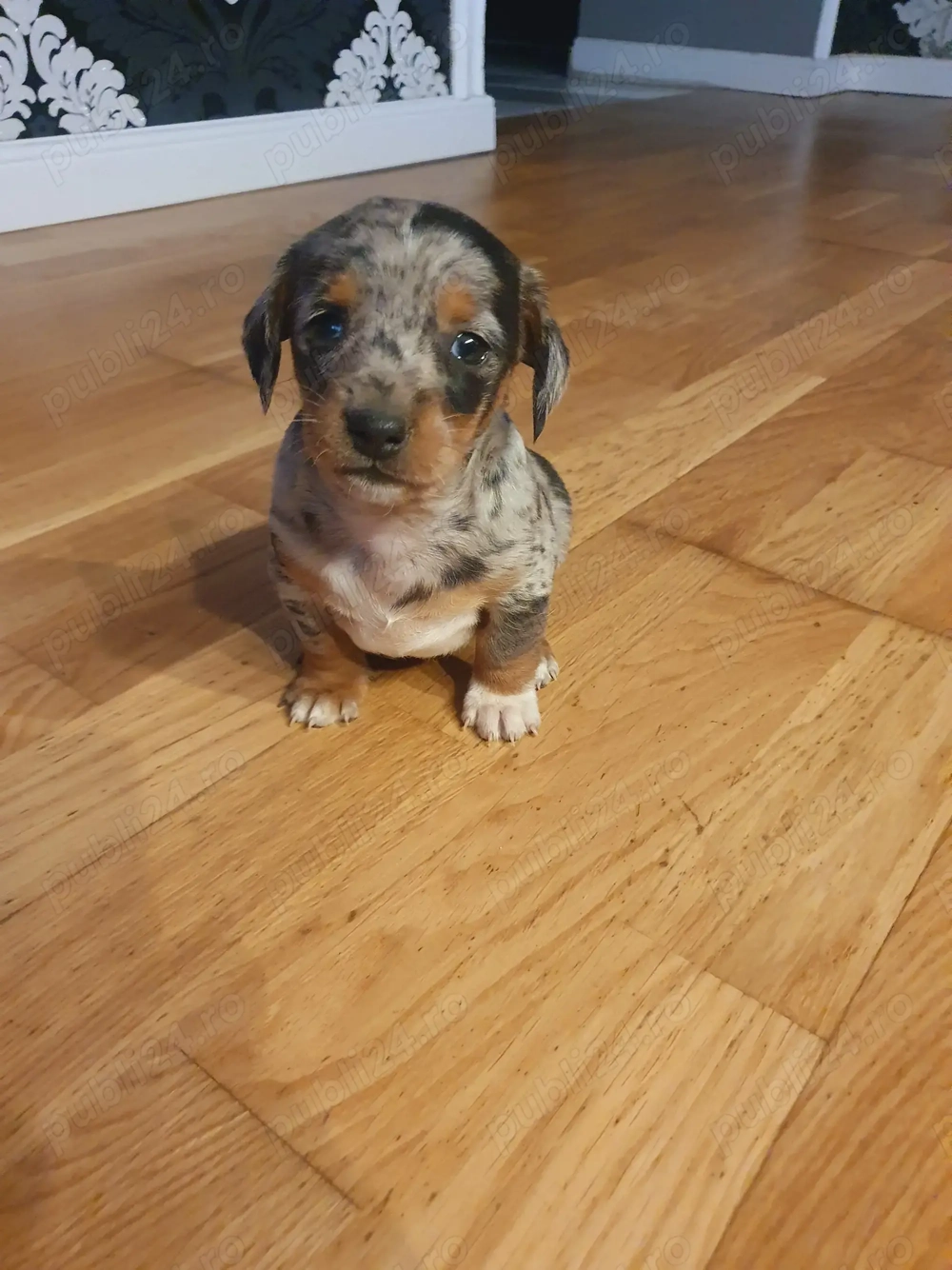 Vand catelusa Teckel Arlechin