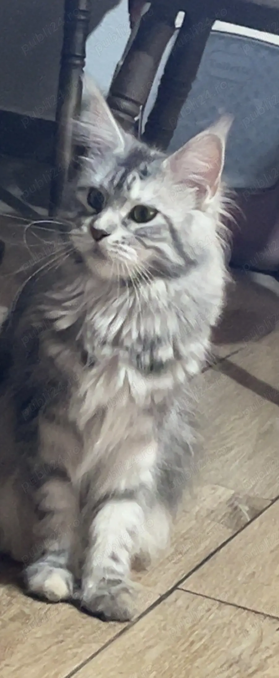 Vând pisică Maine Coon