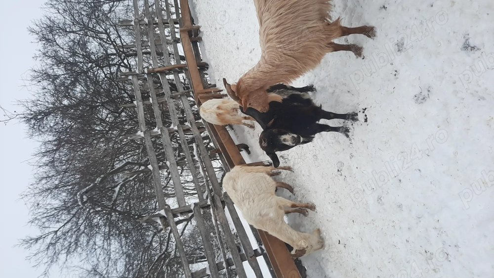 Vând capre gestante 