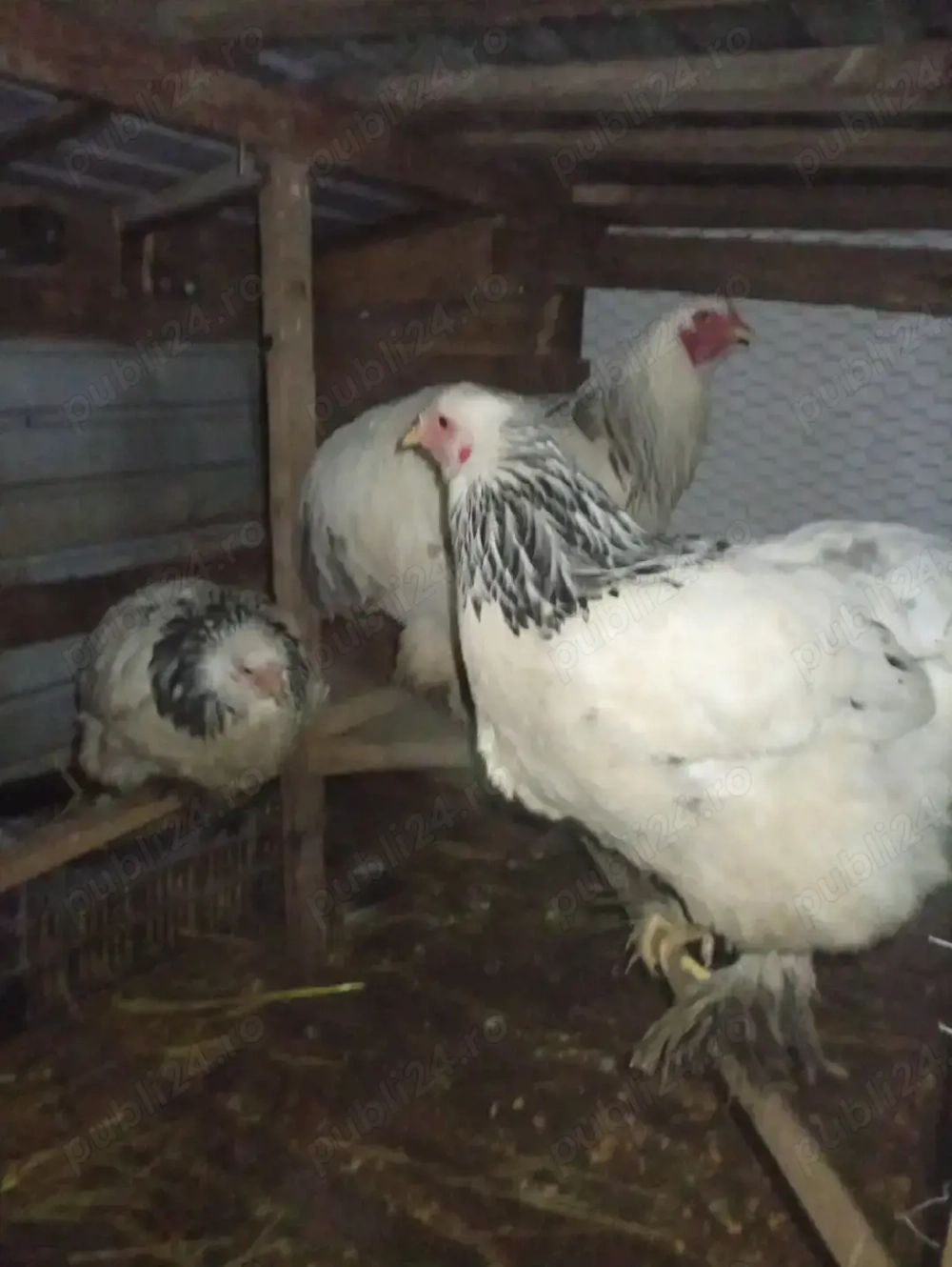 Gaini braman o familie 