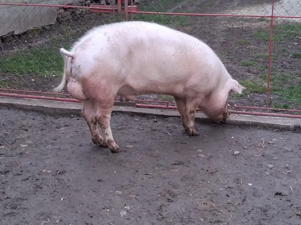 vand vier sau schimb cu vitel