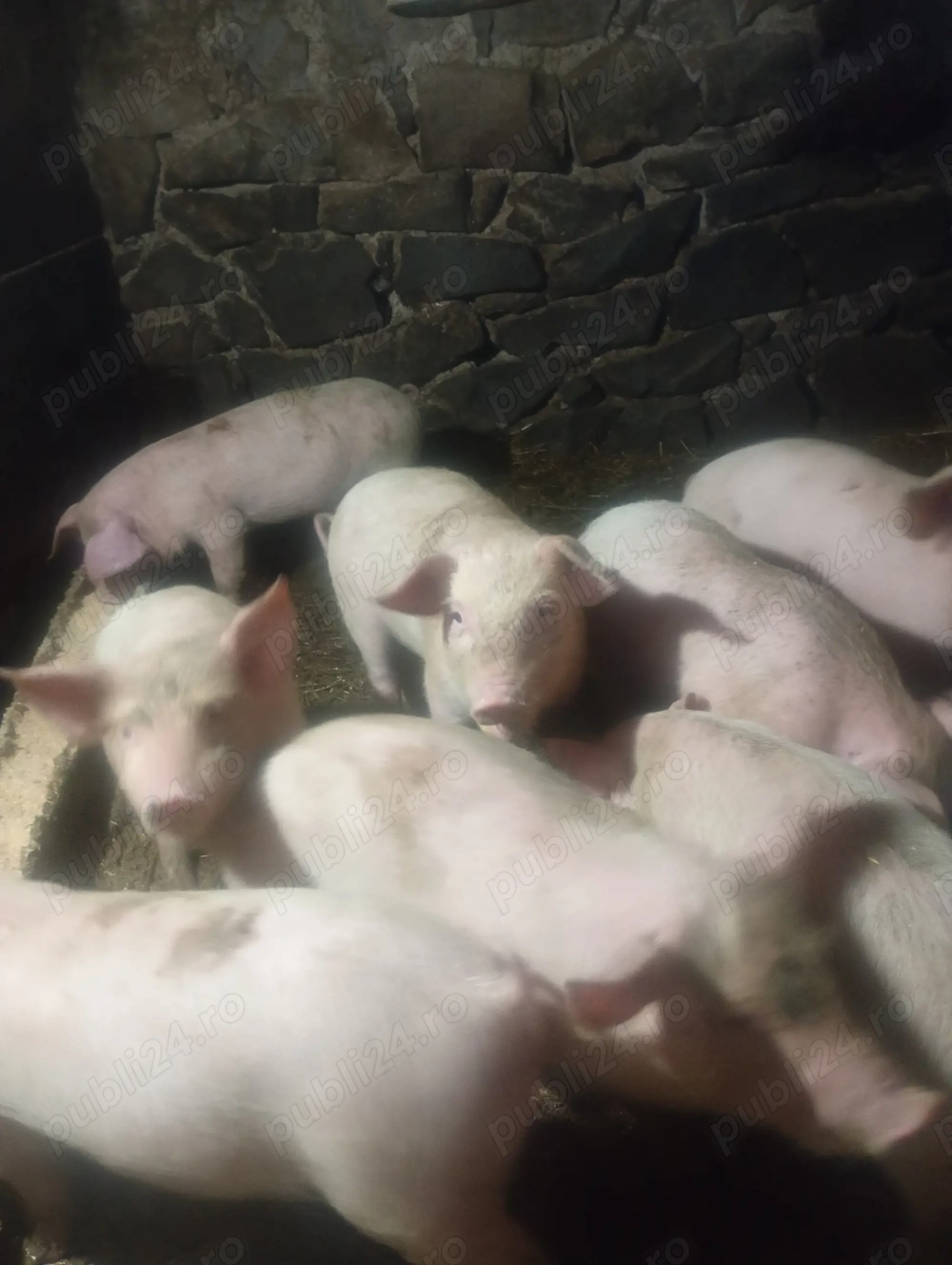 Vând purcei Marele alb Landrace