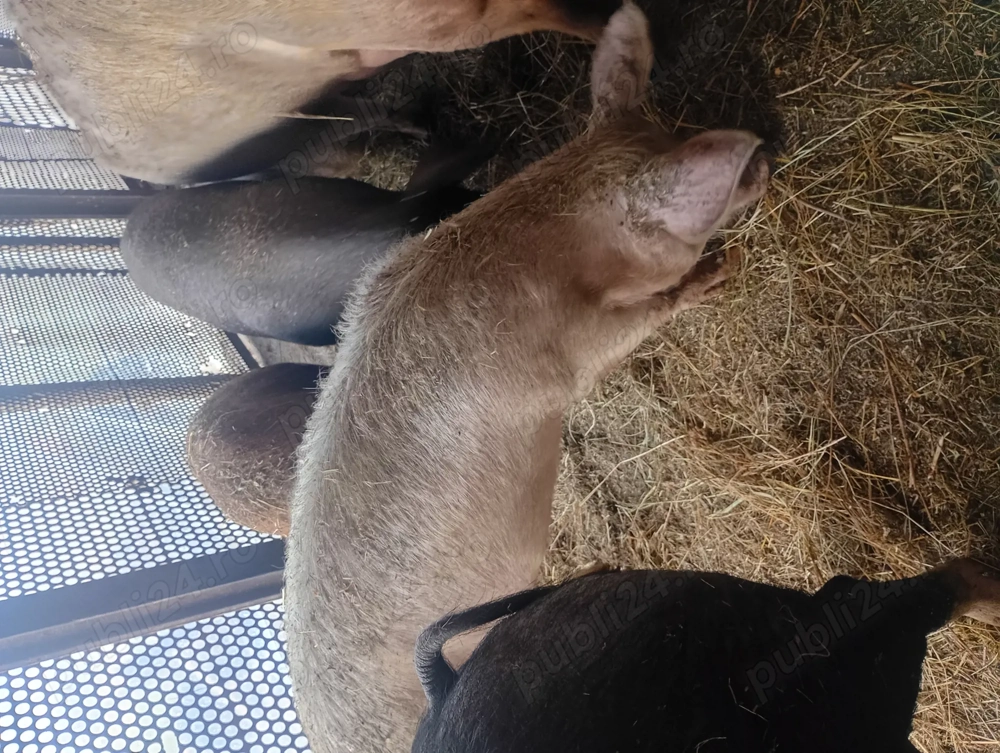 Vând 2 purcele Duroc și Marele alb