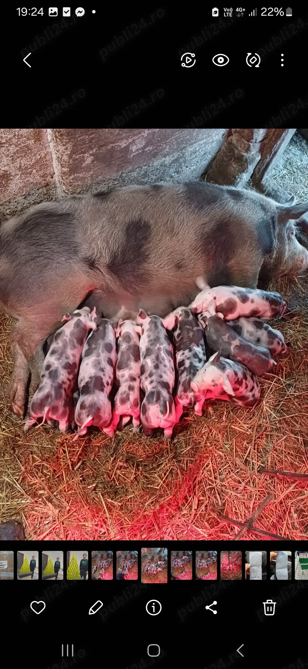 Scroafă rasă pură 