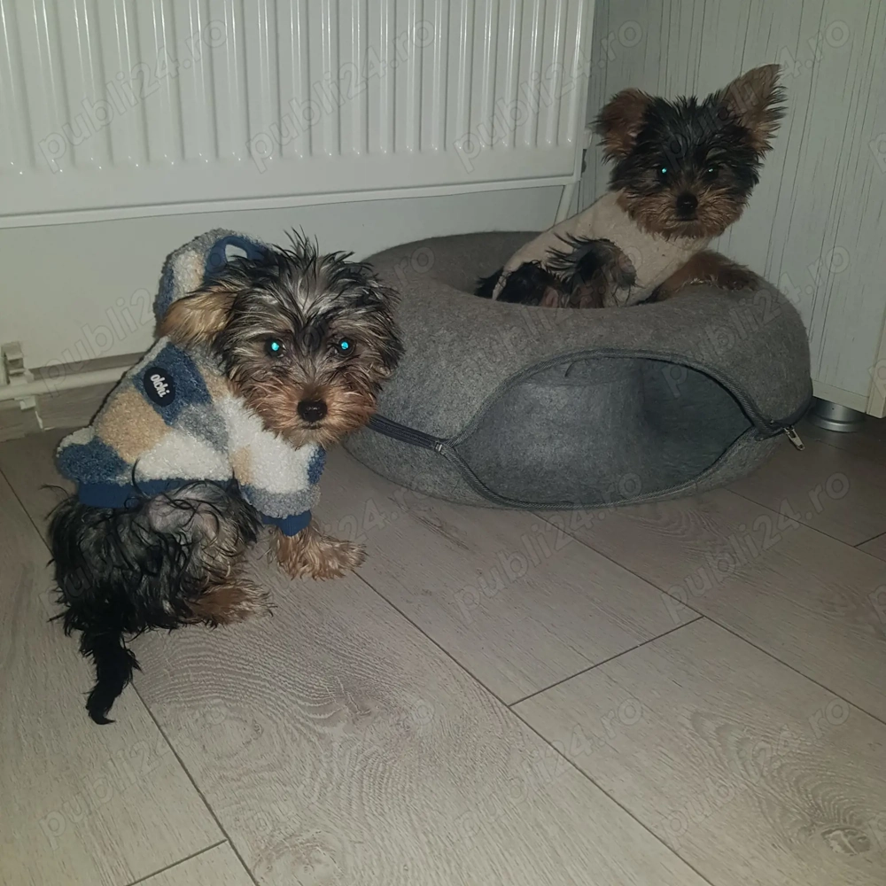 Vând doua fetițe (pui căței) rasa Yorkshire 