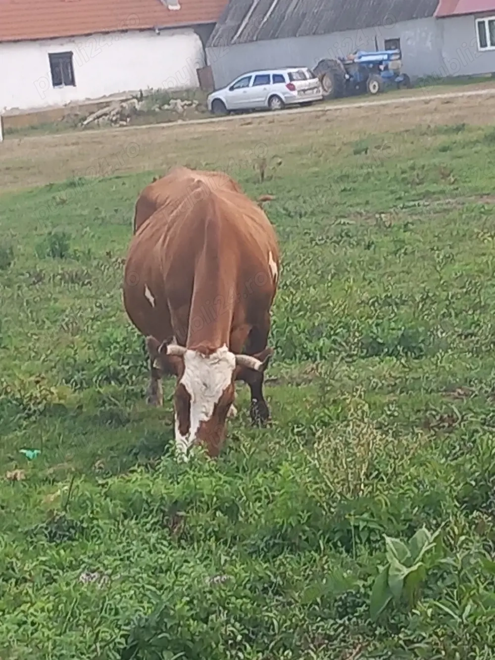 vaci bălțate românească de vânzare 