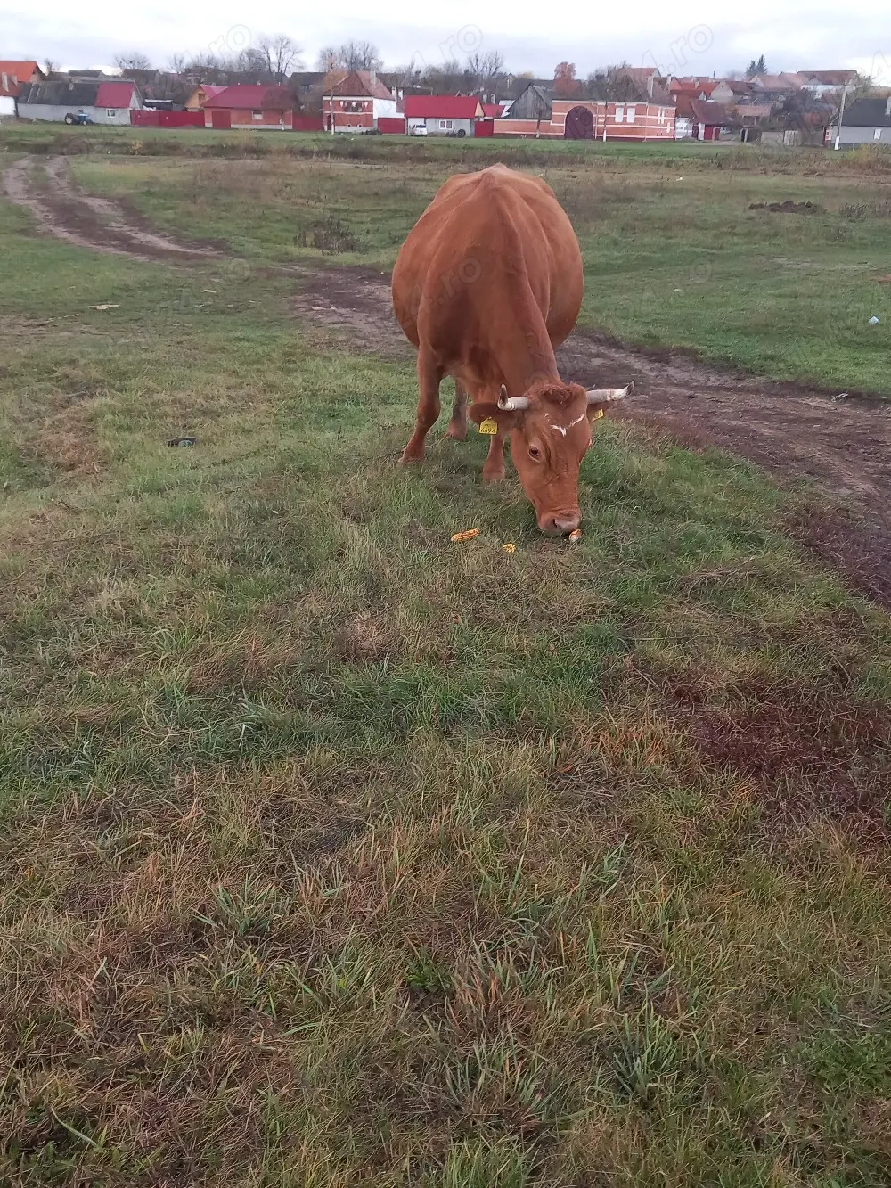 vaci bălțate românească 