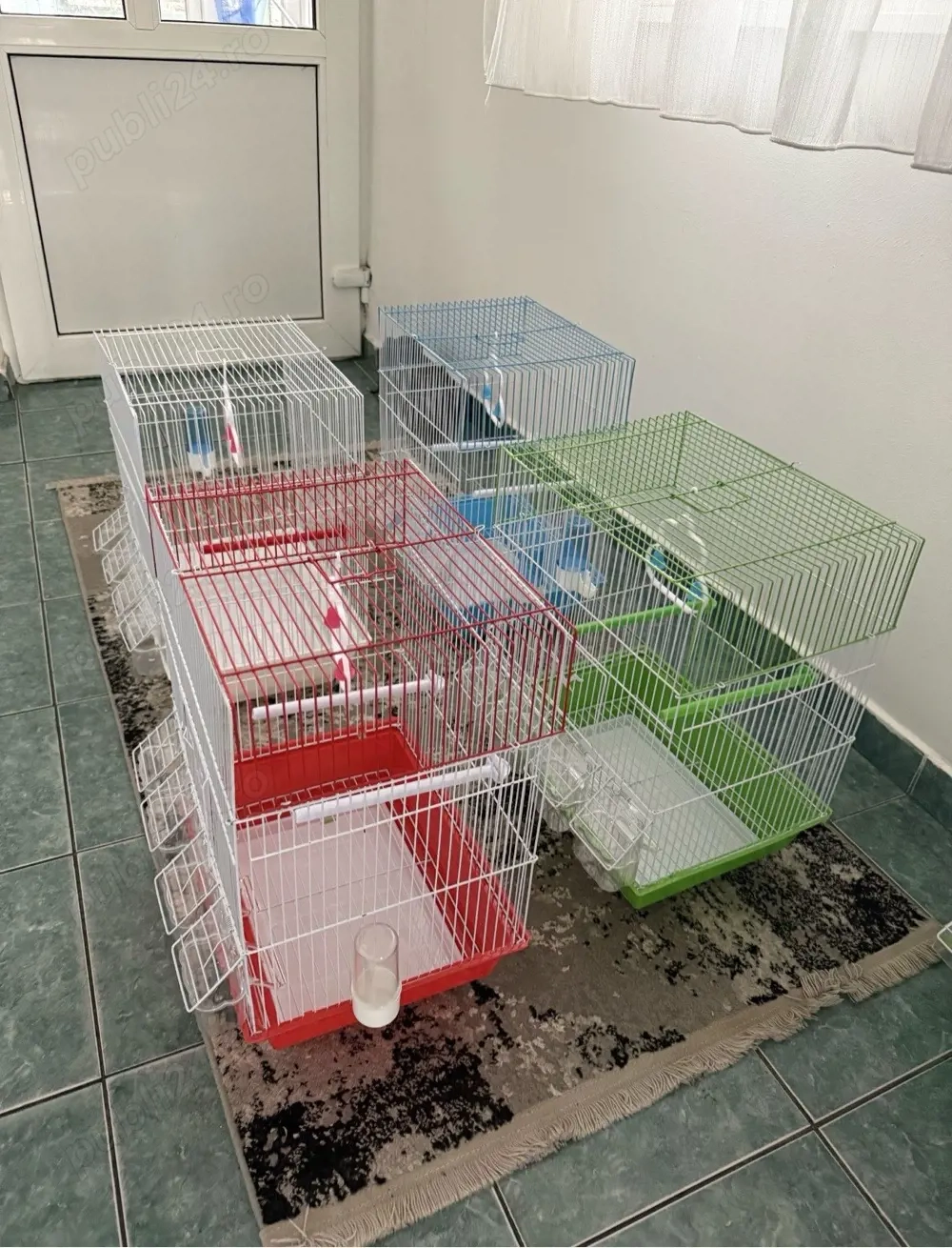 colivii papagali diferite dimensiuni