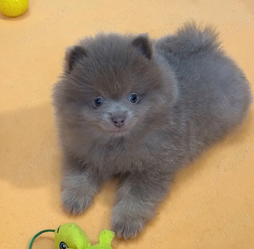 pomeranian deosebit , culoare lilac,  cu pedigree