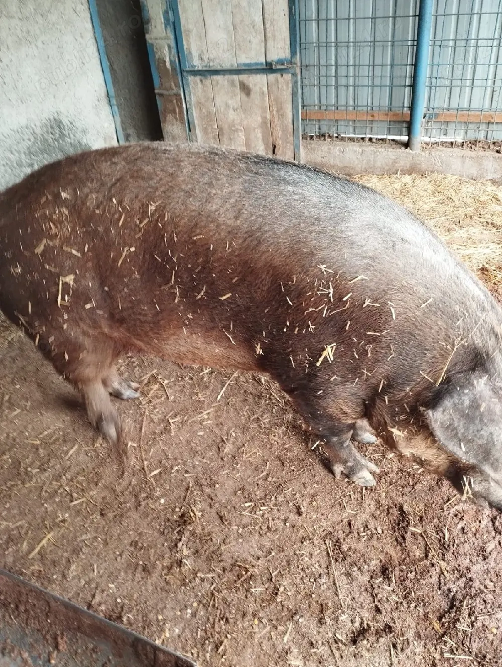 Vand purcea Duroc Original