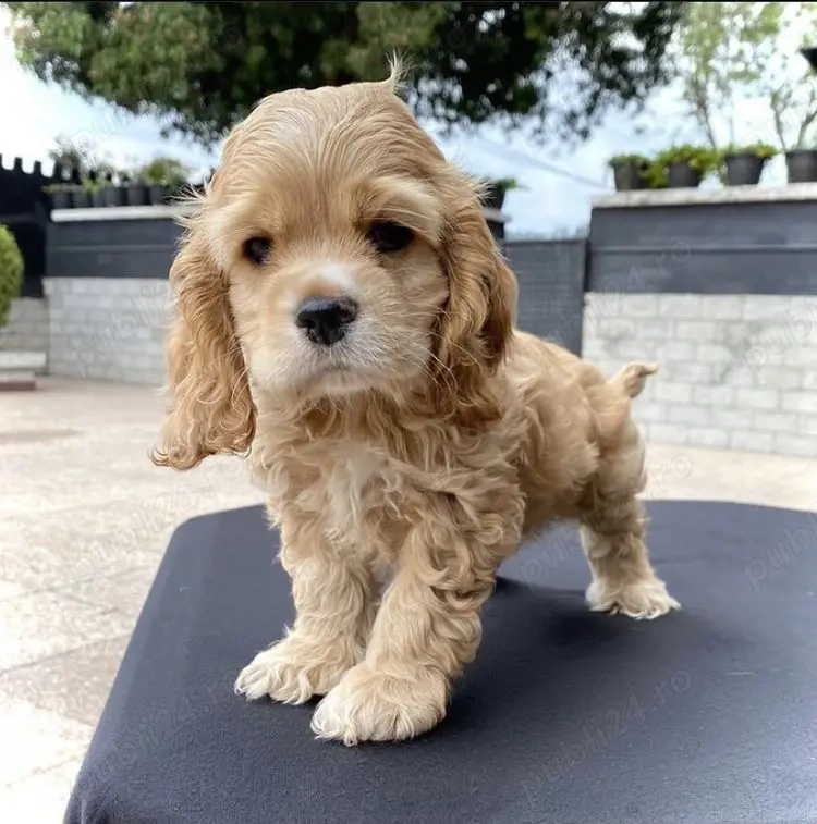 Cocker Spaniel 