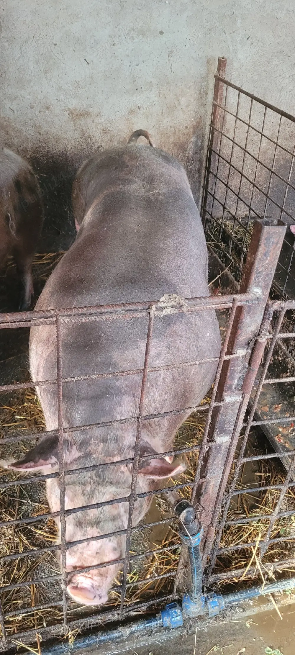 Vand scroafa petran belgian 