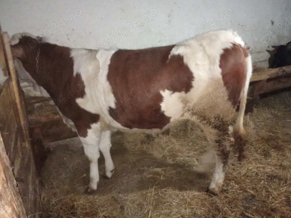 Vand junincă bălțată 