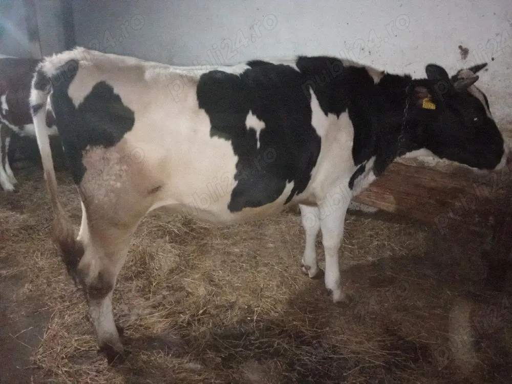 vand juninca gestanta 