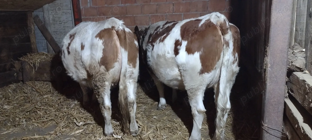 2 juninci gestante de vănzare