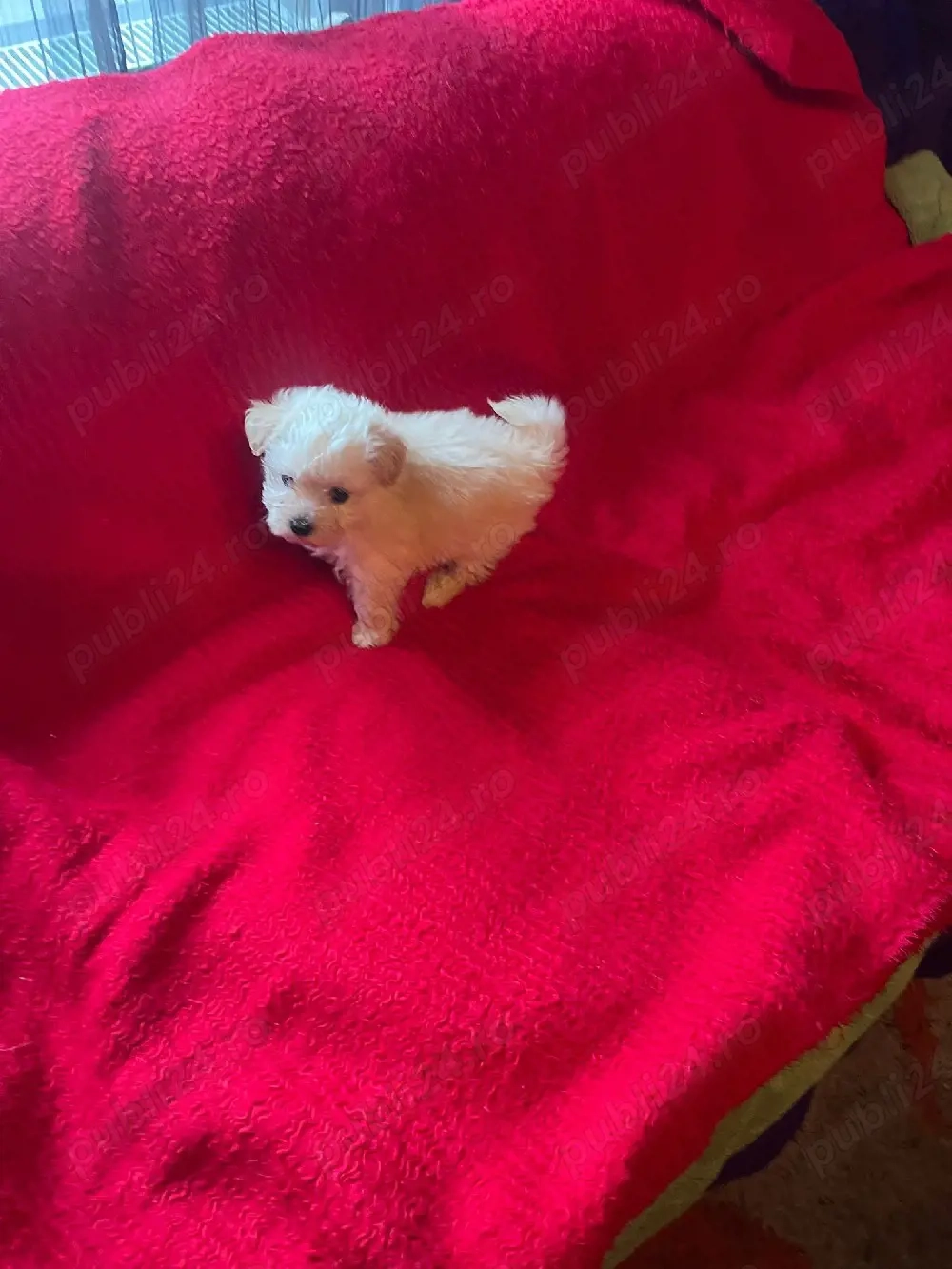 Bichon Pasaport.Bishon Havanez.Baiat Bison