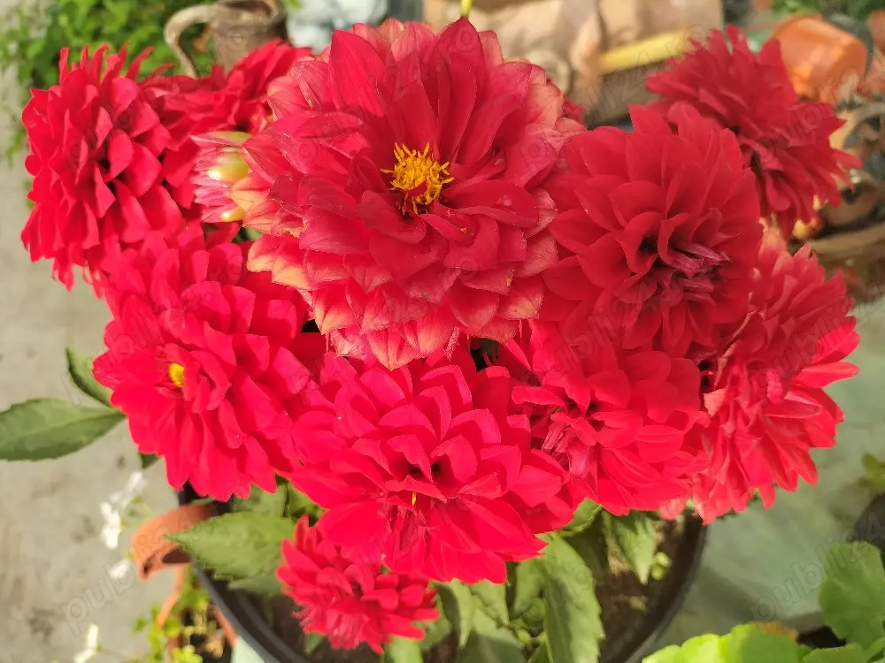 Bulbi zefir și bulbi de dalii pitice.