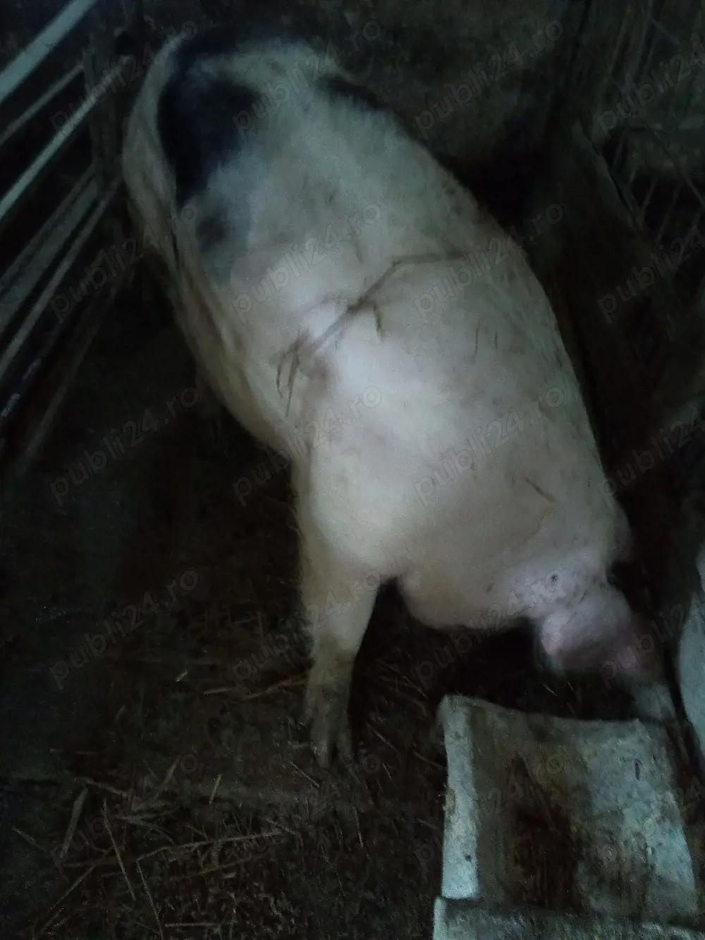 Disponibili două scrpfițe