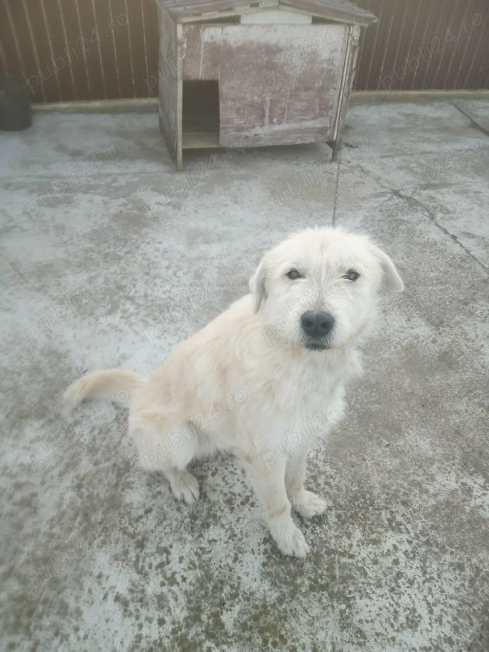 donez caine labrador