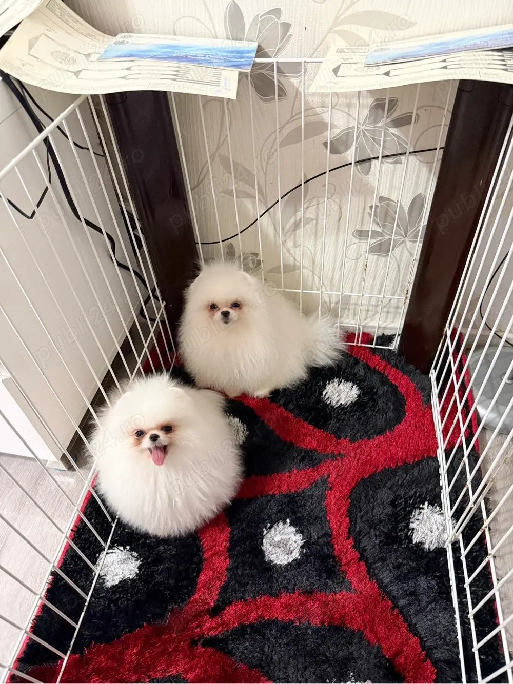 femele Pomeranian Mini Toy Show Class Pedigree Fci