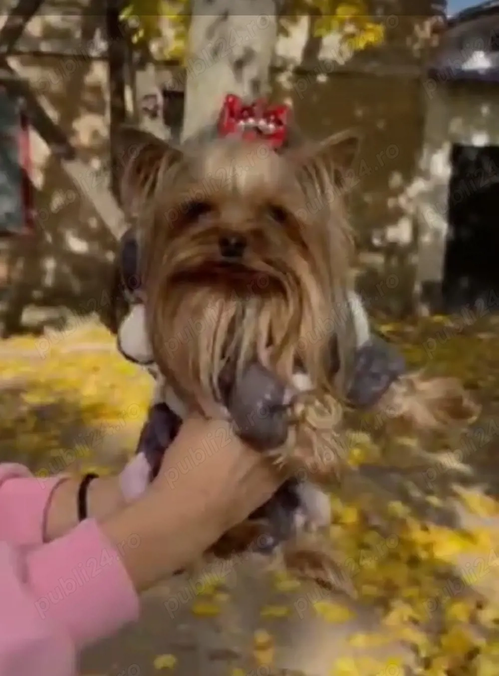 Yorkshire terrier toy