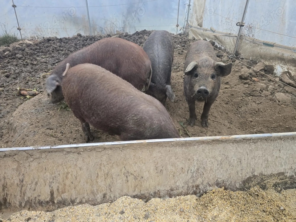 Mangaliță cu Duroc 