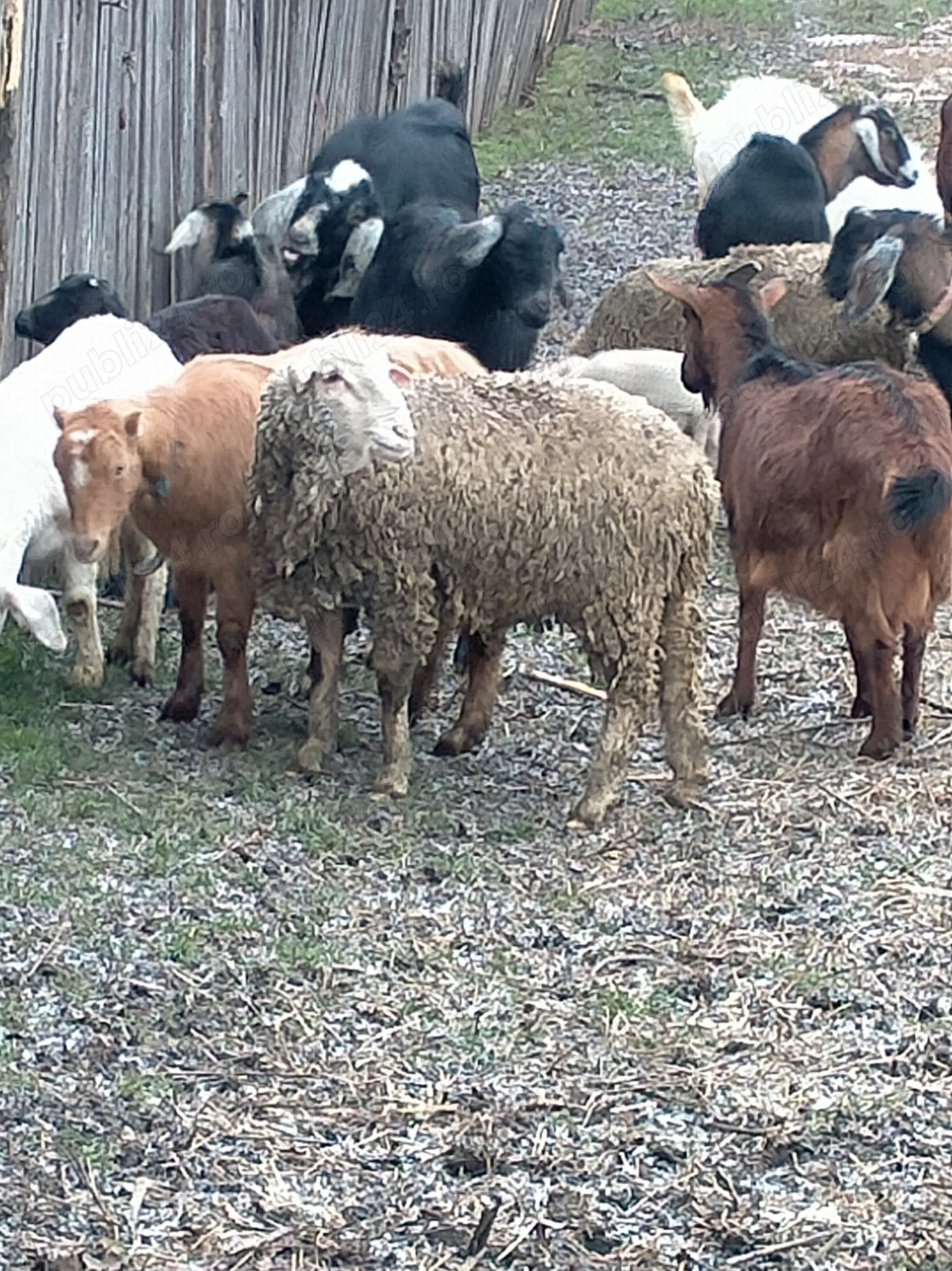 Berbec crescut la curte 