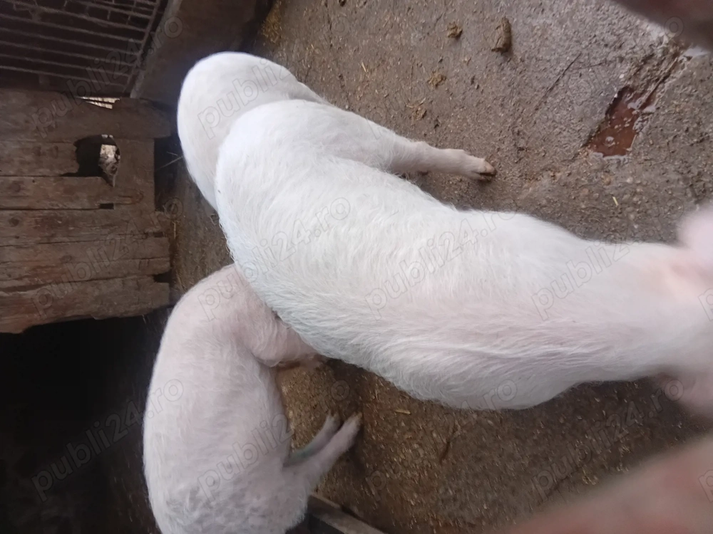 Purcei de 11 saptamani 