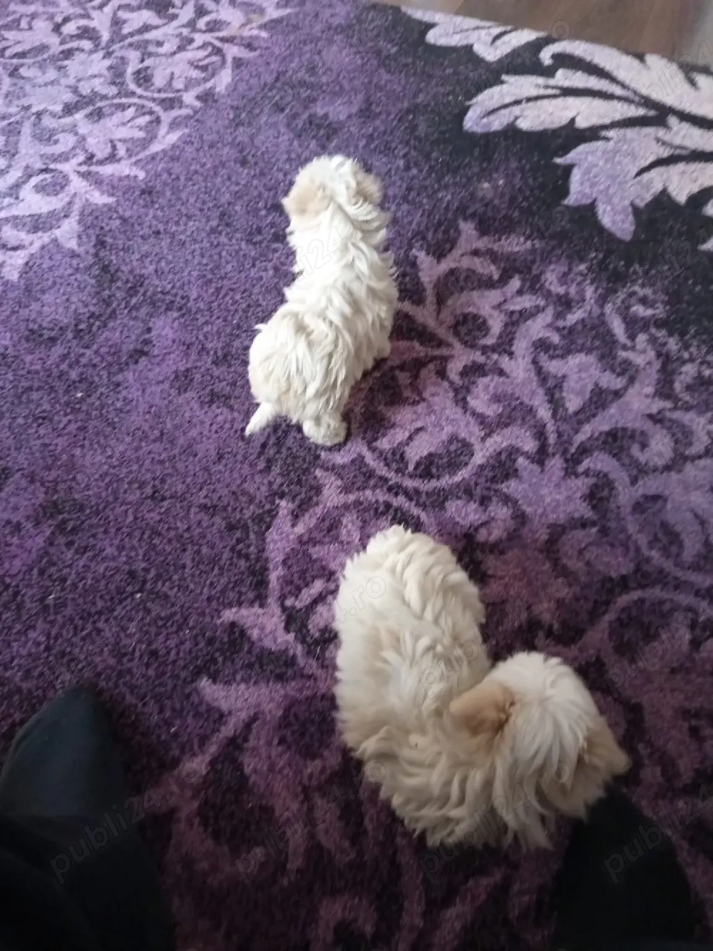 bisoni 8 săptămâni 