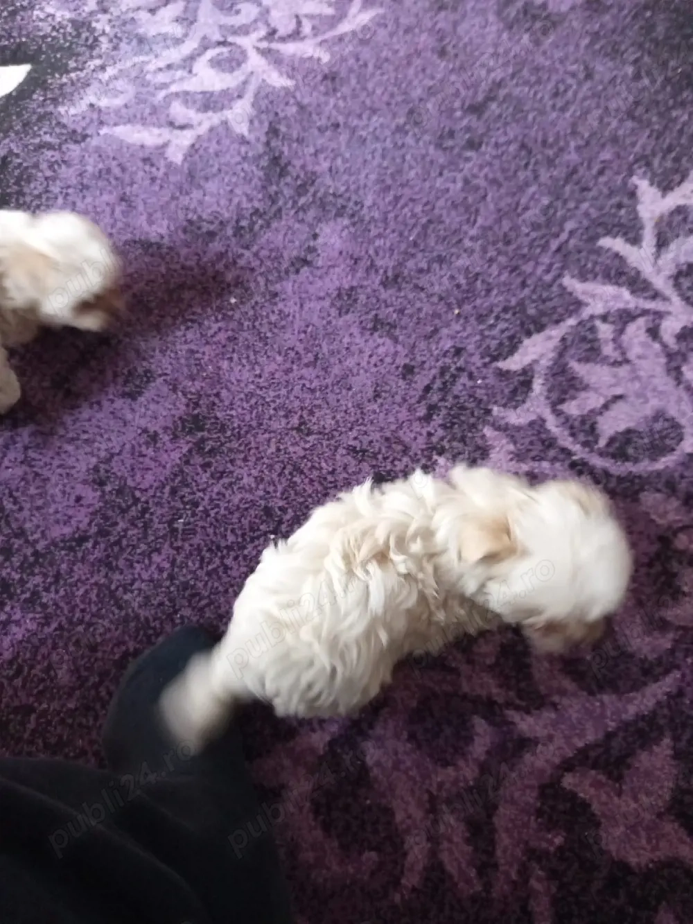 bisoni 8 săptămâni 