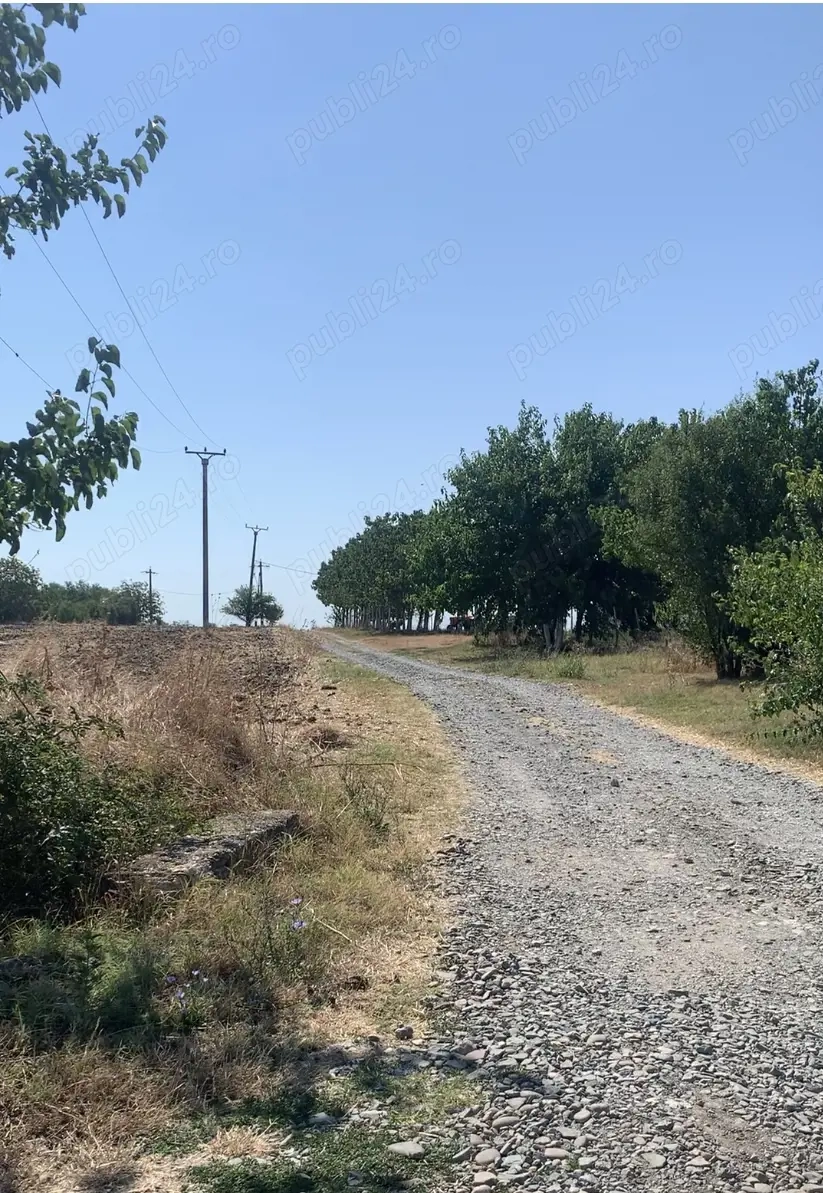 Super Ocazie: Vand teren Tăriceni, Jud. Călărași la doar 1,5 h de București 