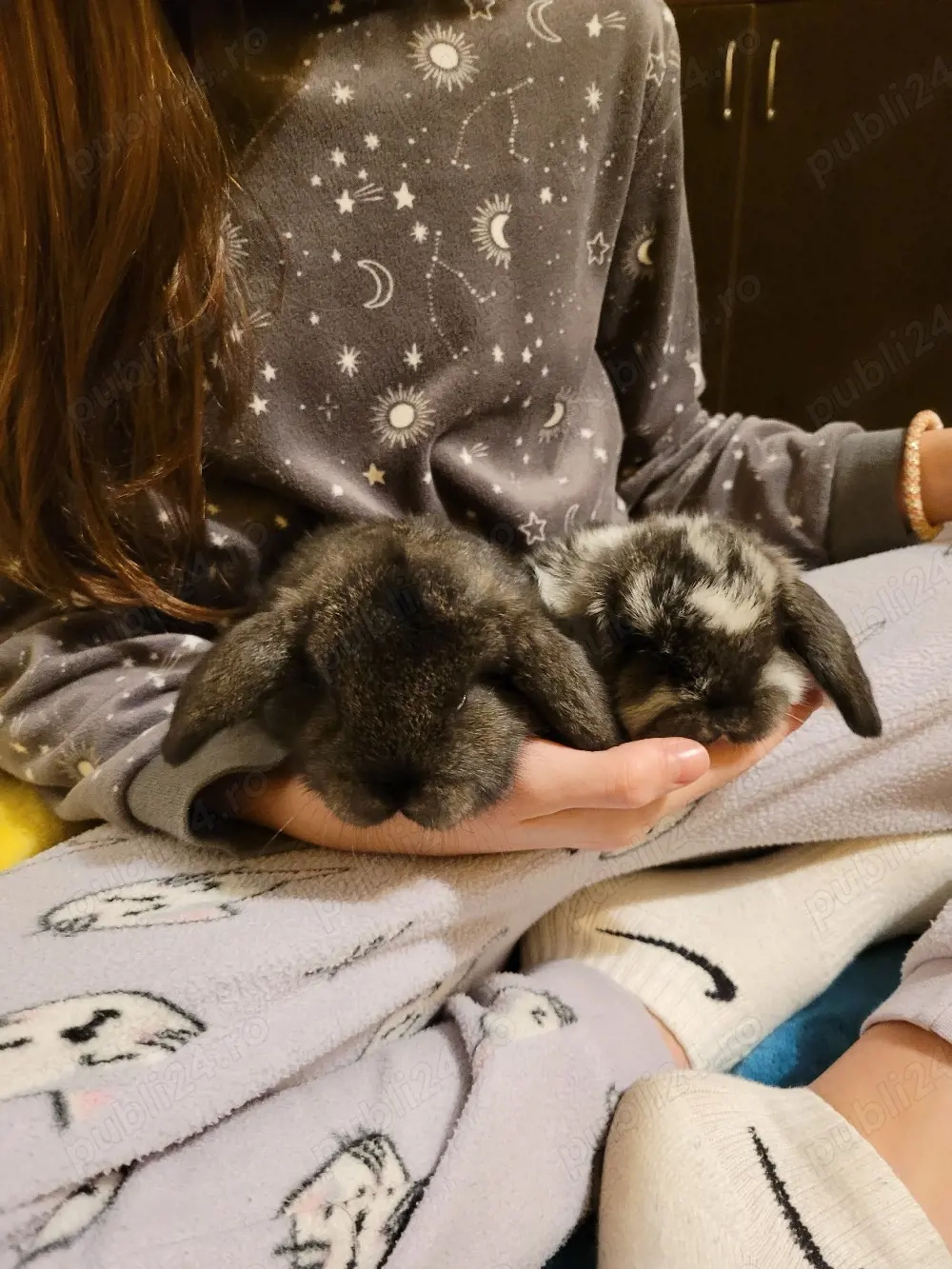 Iepuri berbec german  pitic