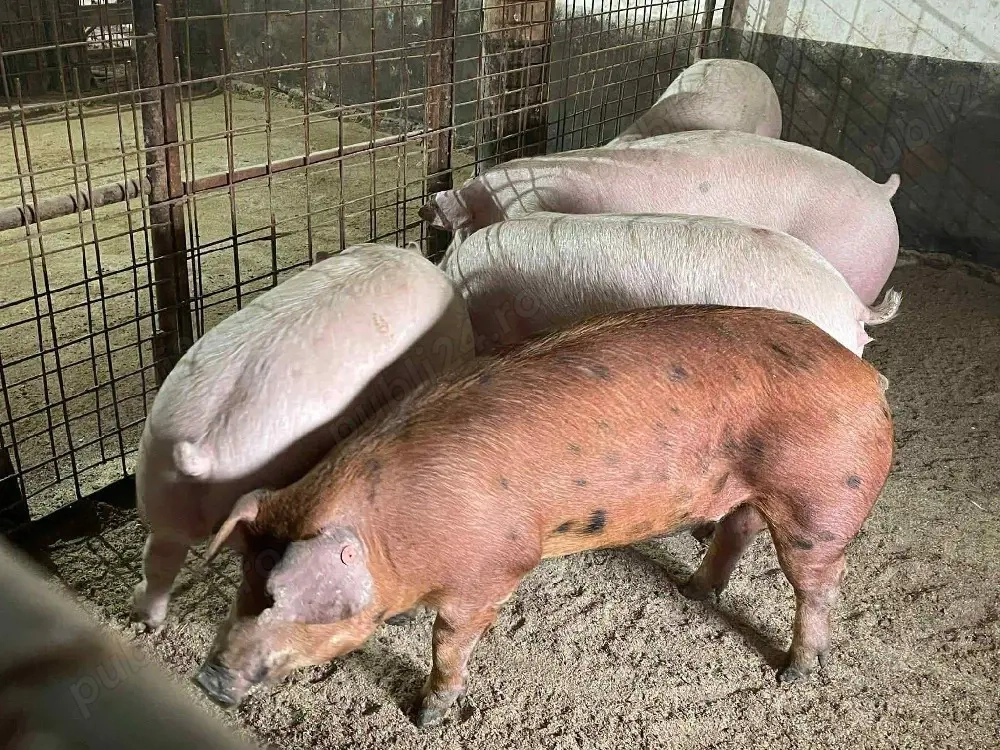 Porci rasă carne 100kg!