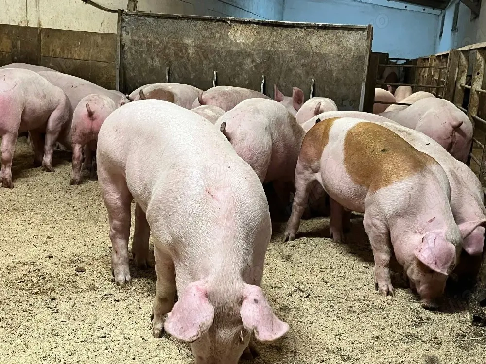 Rasa de carne super!