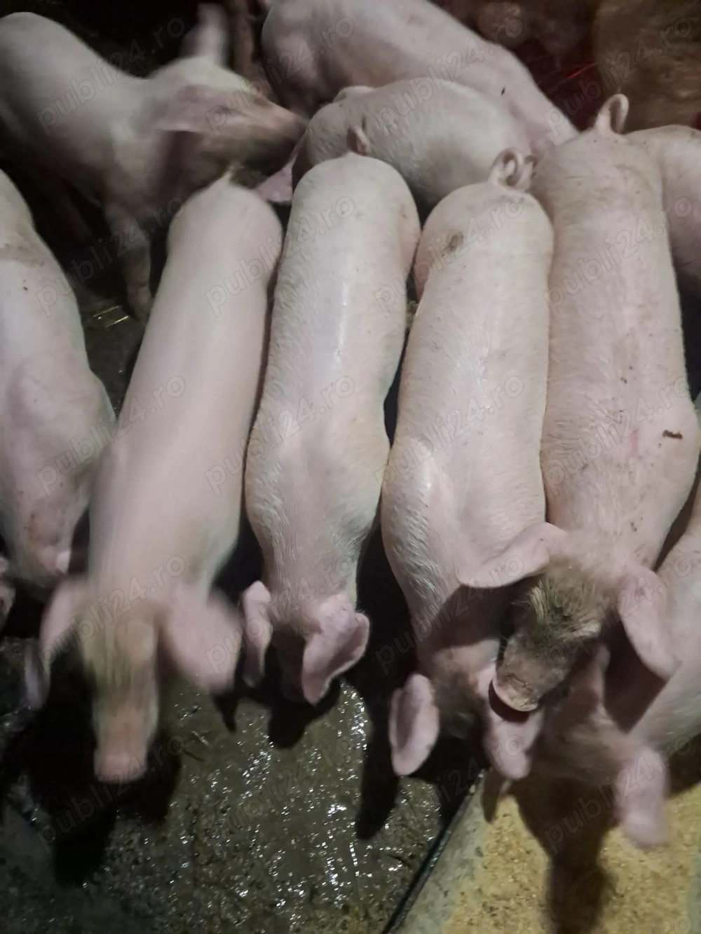 Vand scrofite landrace