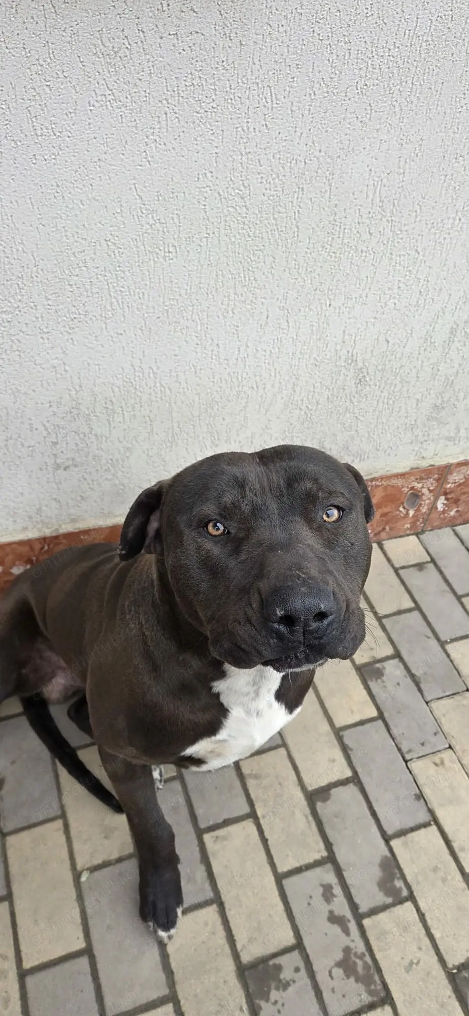 Vând,mascul American bully!